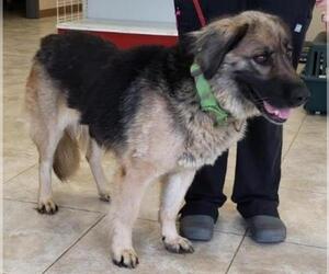 German Shepherd Dog Dogs for adoption in Alexandria, VA, USA