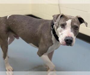 American Pit Bull Terrier-Bull Terrier Mix Dogs for adoption in Denver, CO, USA