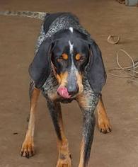 Bluetick Coonhound Dogs for adoption in Princeton, MN, USA