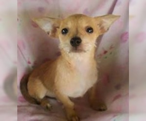 Chihuahua Dogs for adoption in Chantilly, VA, USA