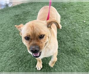 Pug-Unknown Mix Dogs for adoption in HESPERIA, CA, USA