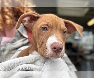 American Bulldog-Unknown Mix Dogs for adoption in Santa Rosa, CA, USA