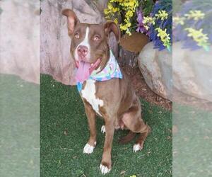 Mutt Dogs for adoption in Oklahoma City, OK, USA