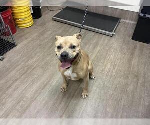 Mutt Dogs for adoption in Pasadena, CA, USA