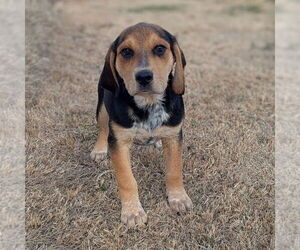 Mutt Dogs for adoption in Vail, AZ, USA