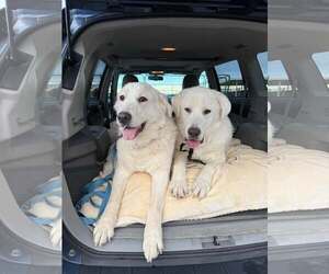 Great Pyrenees Dogs for adoption in Bountiful, UT, USA