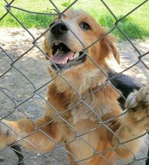 Australian Retriever Dogs for adoption in Baileyton, AL, USA