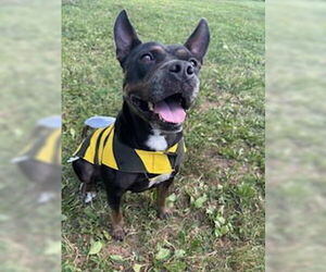 American French Bull Terrier Dogs for adoption in Murfreesboro, TN, USA