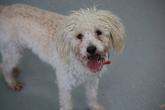 Poodle (Standard) Dogs for adoption in Phoenix , AZ, USA