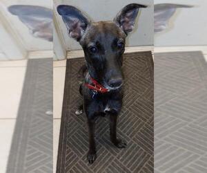 Unknown-Whippet Mix Dogs for adoption in Oviedo, FL, USA