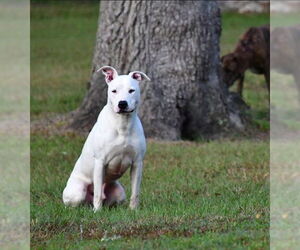 Mutt Dogs for adoption in Ocala, FL, USA