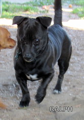 Small Dachshund Mix