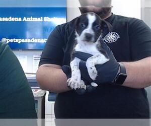 American Pit Bull Terrier-Unknown Mix Dogs for adoption in Pasadena, TX, USA