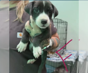 Labrador Retriever-Unknown Mix Dogs for adoption in SHERBURNE, NY, USA