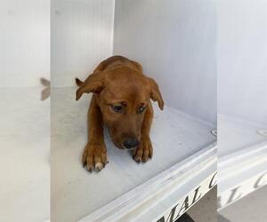 Labrador Retriever-Unknown Mix Dogs for adoption in Houston, TX, USA