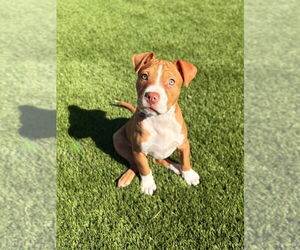 American Pit Bull Terrier Dogs for adoption in FRAMINGHAM, MA, USA
