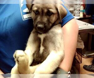 German Shepherd Dog-Siberian Husky Mix Dogs for adoption in Martinez, CA, USA