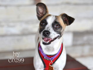 Rat-Cha Dogs for adoption in Montgomery, TX, USA