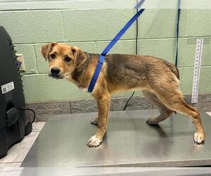 German Shepherd Dog-Unknown Mix Dogs for adoption in Grand Prairie, TX, USA