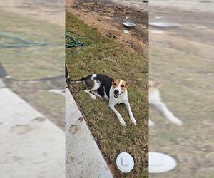 Mutt Dogs for adoption in San Antonio, TX, USA