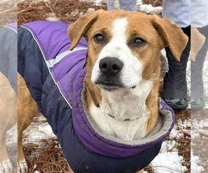 Retriever -Unknown Mix Dogs for adoption in Martinsburg, WV, USA