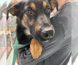 Mutt Dogs for adoption in Elmsford, NY, USA