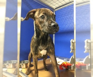 Boxweiler Dogs for adoption in Pierceton , IN, USA