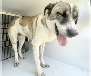 Saint Bernard Dogs for adoption in Houston, TX, USA