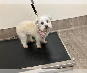 Maltese Dogs for adoption in Pasadena, CA, USA