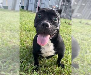 Staffordshire Bull Terrier Dogs for adoption in Rosenberg, TX, USA