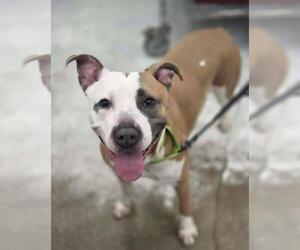 Mutt Dogs for adoption in Plover, WI, USA