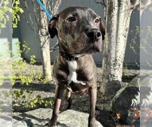 American Pit Bull Terrier-Unknown Mix Dogs for adoption in Anchorage, AK, USA