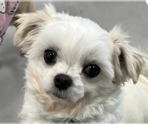 Maltese Dogs for adoption in San Ramon, CA, USA
