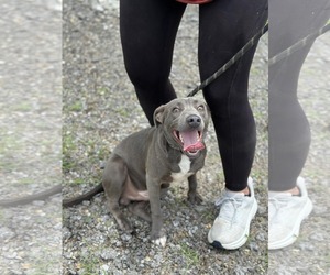 American Pit Bull Terrier-Unknown Mix Dogs for adoption in Oakhurst, NJ, USA