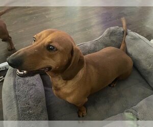 Dachshund Dogs for adoption in Los Angeles, CA, USA