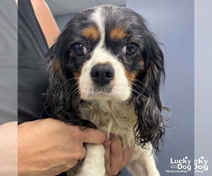 Cavalier King Charles Spaniel-Unknown Mix Dogs for adoption in Washington, DC, USA