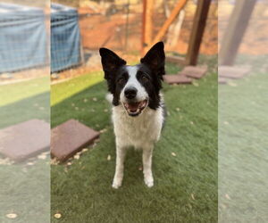 Border Collie Dogs for adoption in Milpitas, CA, USA