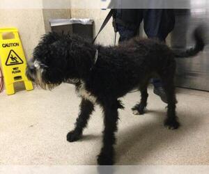 Poodle (Toy)-Unknown Mix Dogs for adoption in Riverside, CA, USA