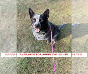 Mutt Dogs for adoption in Williamsburg, IA, USA