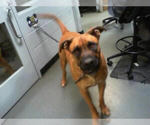 Mastiff Dogs for adoption in Charlotte, NC, USA