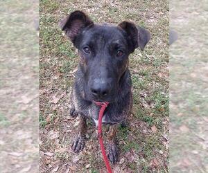 Mutt Dogs for adoption in Fort Lauderdale, FL, USA