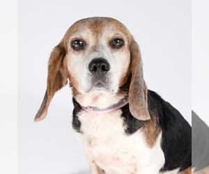 Beagle Dogs for adoption in St. Louis Park, MN, USA