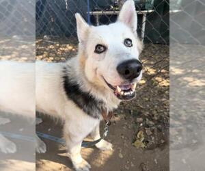 Siberian Husky Dogs for adoption in Santa Maria, CA, USA