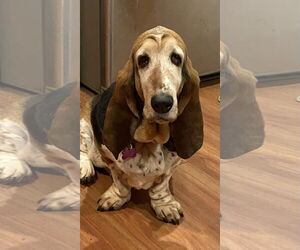 Basset Hound Dogs for adoption in Petaluma, CA, USA