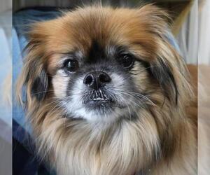 Pominese Dogs for adoption in Thief River Falls, MN, USA