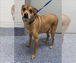Chihuahua-Unknown Mix Dogs for adoption in Grovetown, GA, USA
