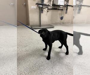 Labrador Retriever-Unknown Mix Dogs for adoption in Conroe, TX, USA