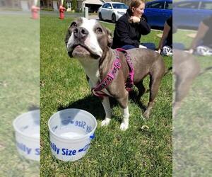 American Pit Bull Terrier Dogs for adoption in Albertville, MN, USA
