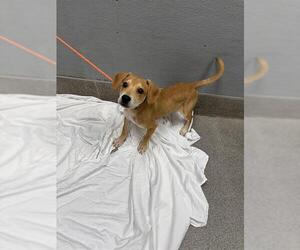 Chihuahua-Rhodesian Ridgeback Mix Dogs for adoption in Las Vegas, NV, USA