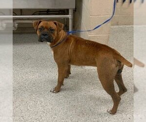 Medium Photo #5 Boxer Puppy For Sale in Austin, TX, USA